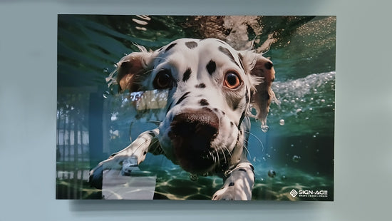 Digital print on glass board showing a Dalmatian dog swimming underwater with a blurred background